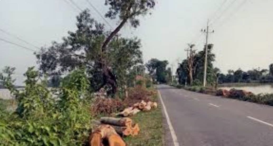 ছাতক-গোবিন্দগঞ্জ সড়কে গাছ কাটা নিয়ে জনমনে নানা প্রশ্ন দেখা দিয়েছে