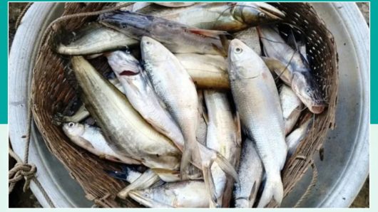 হাকালুকি হাওরের মিঠাপানিতে জেলেদের জালে ধরা পড়ছে রুপালি ইলিশ