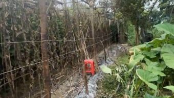কুষ্টিয়া ভেড়ামারাই পানের বরজ পুড়ে ছাই, ক্ষতি পরিমাণ প্রায় ২ লাখ টাকা