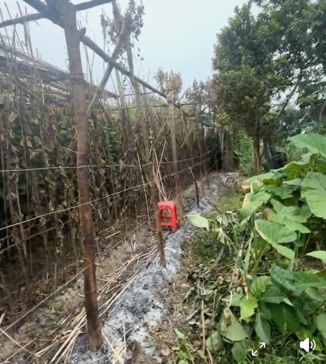 কুষ্টিয়া ভেড়ামারাই পানের বরজ পুড়ে ছাই, ক্ষতি পরিমাণ প্রায় ২ লাখ টাকা